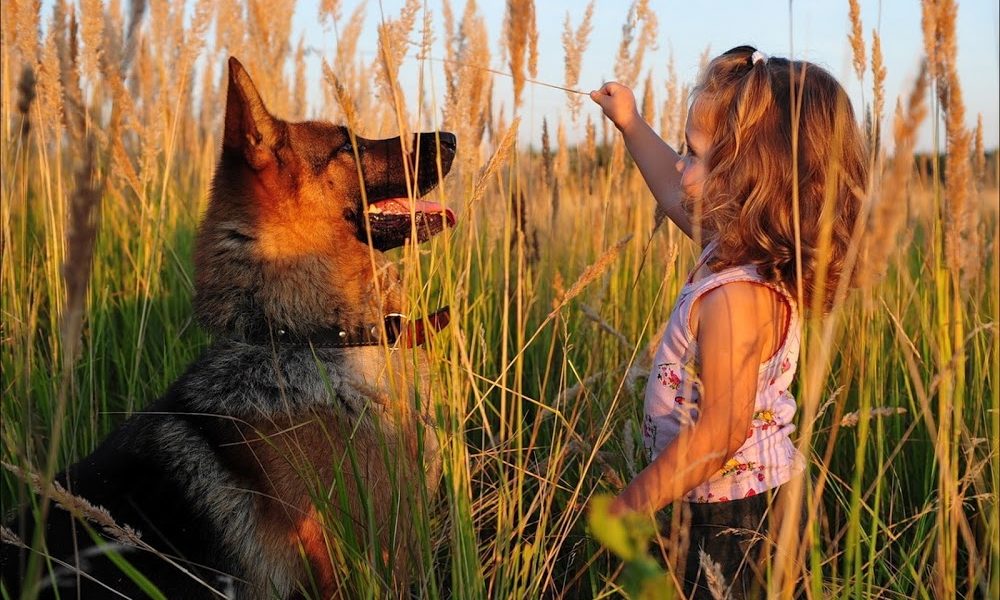 O’Fallon Veterinary Medical Center