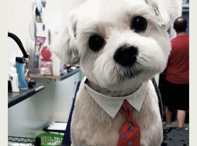 Paws & Relax Pet Spa