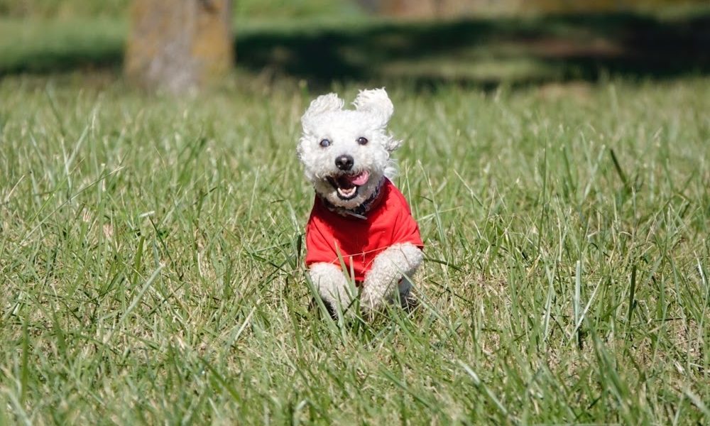 Troy & Wentzville Veterinary Clinic