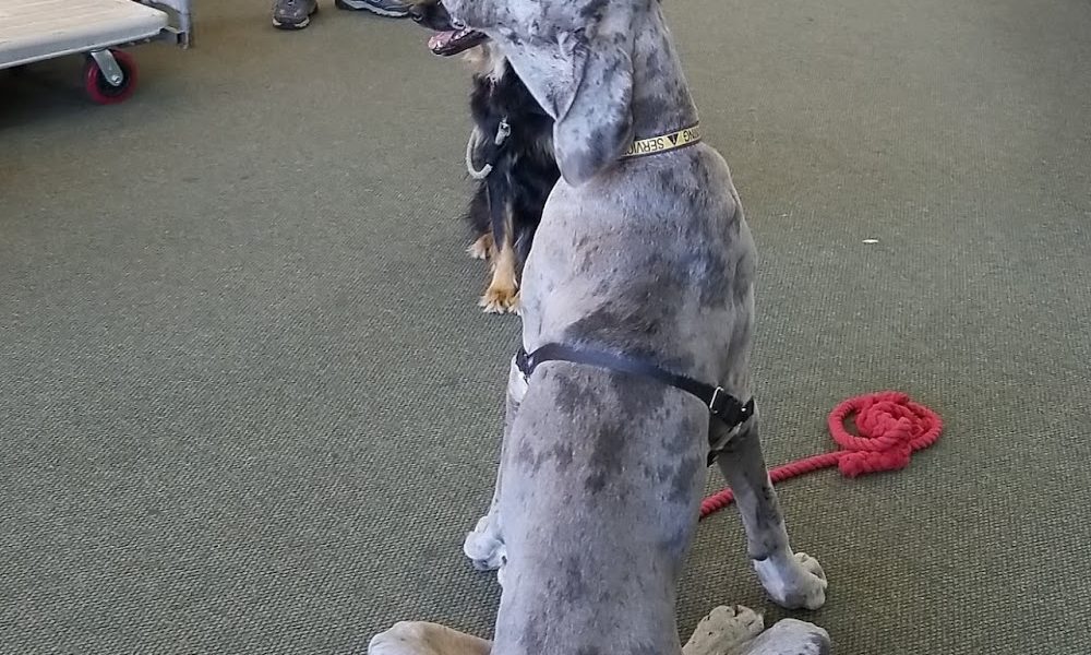 Youngs Dog Training LLC