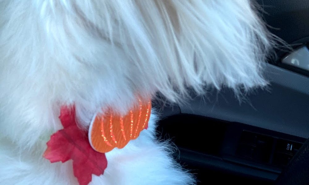 Paws & Relax Pet Salon