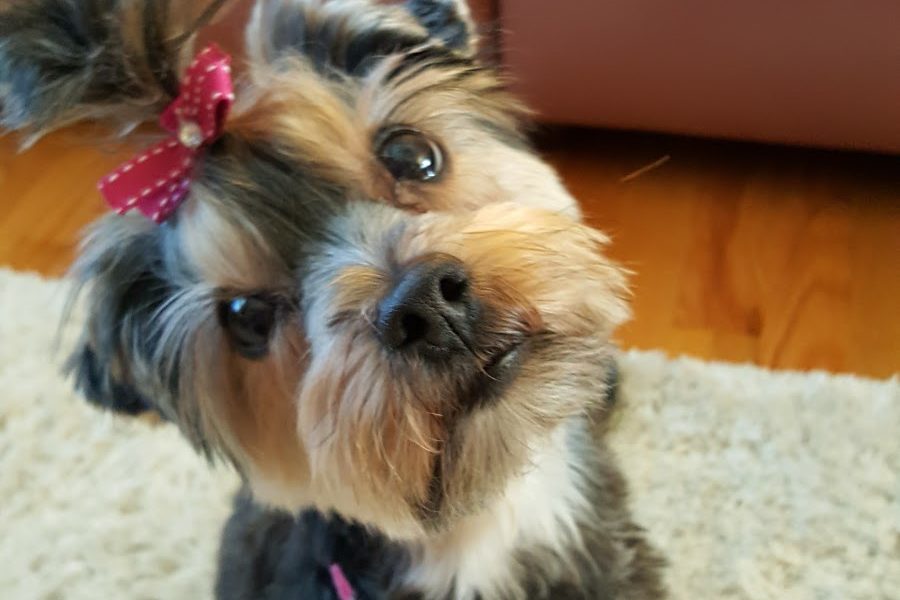 Yips & Yaps Pet Care